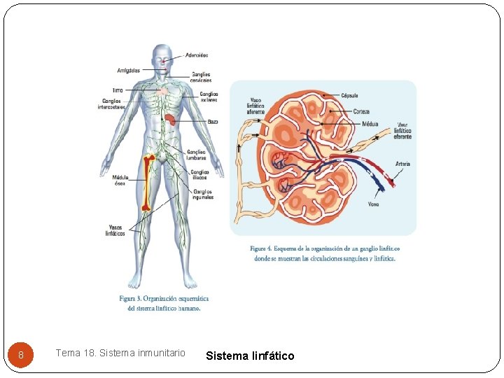 8 Tema 18. Sistema inmunitario Sistema linfático 8 Tema 18. Sistema inmunitario Sistema linfático