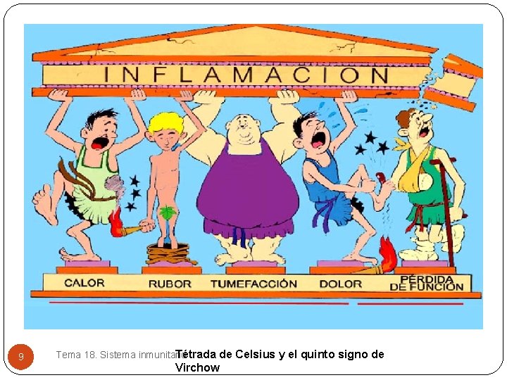 9 Tétrada de Celsius y el quinto signo de Tema 18. Sistema inmunitario Virchow 9 Tétrada de Celsius y el quinto signo de Tema 18. Sistema inmunitario Virchow