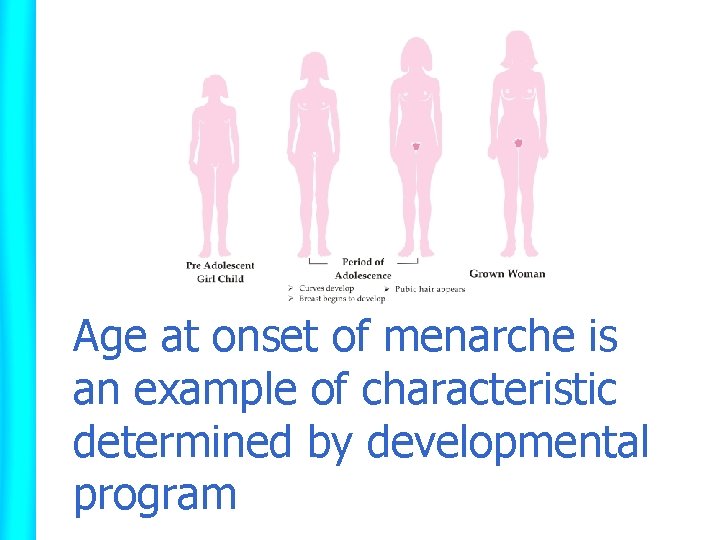 Age at onset of menarche is an example of characteristic determined by developmental program