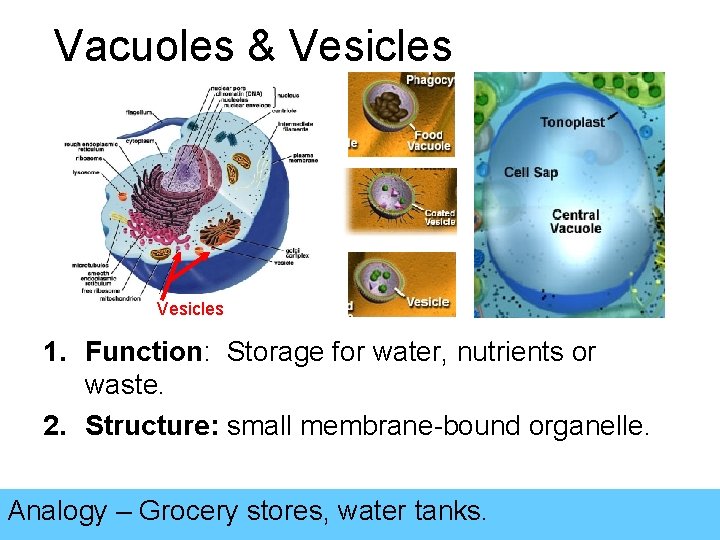 Vacuoles & Vesicles 1. Function: Storage for water, nutrients or waste. 2. Structure: small