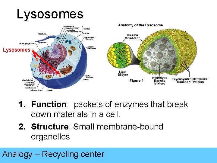 Lysosomes 1. Function: packets of enzymes that break down materials in a cell. 2.
