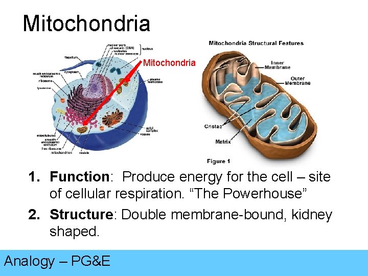 Mitochondria 1. Function: Produce energy for the cell – site of cellular respiration. “The