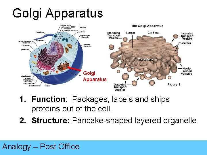 Golgi Apparatus 1. Function: Packages, labels and ships proteins out of the cell. 2.