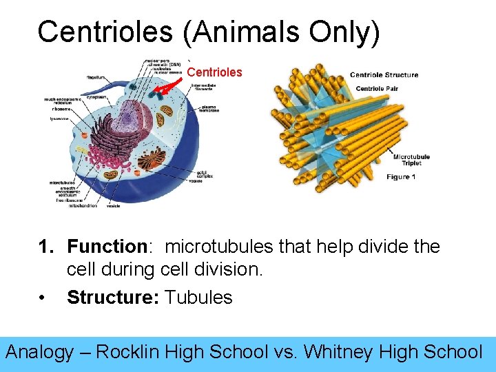 Centrioles (Animals Only) Centrioles 1. Function: microtubules that help divide the cell during cell