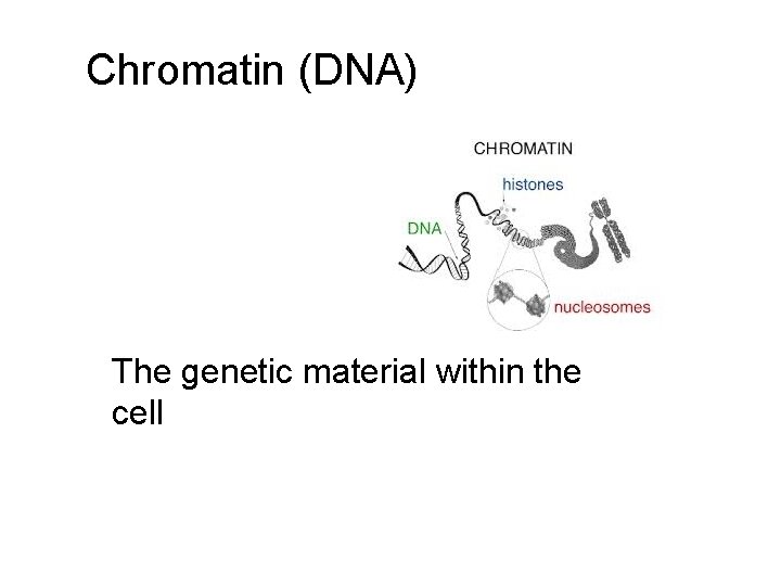 Chromatin (DNA) The genetic material within the cell 