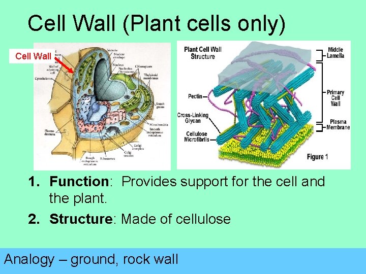 Cell Wall (Plant cells only) Cell Wall 1. Function: Provides support for the cell