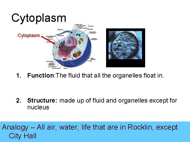 Cytoplasm 1. Function: The fluid that all the organelles float in. 2. Structure: made