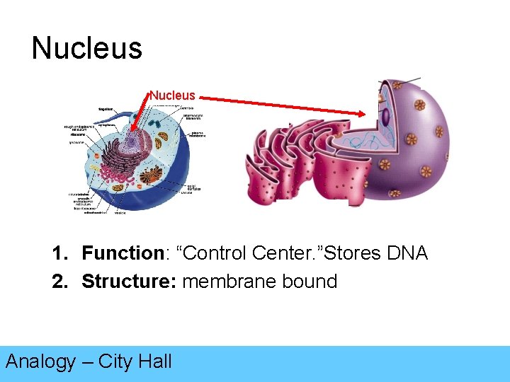 Nucleus 1. Function: “Control Center. ”Stores DNA 2. Structure: membrane bound Analogy – City