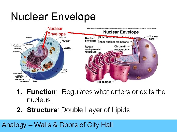 Nuclear Envelope 1. Function: Regulates what enters or exits the nucleus. 2. Structure: Double