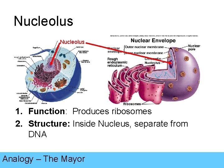 Nucleolus 1. Function: Produces ribosomes 2. Structure: Inside Nucleus, separate from DNA Analogy –