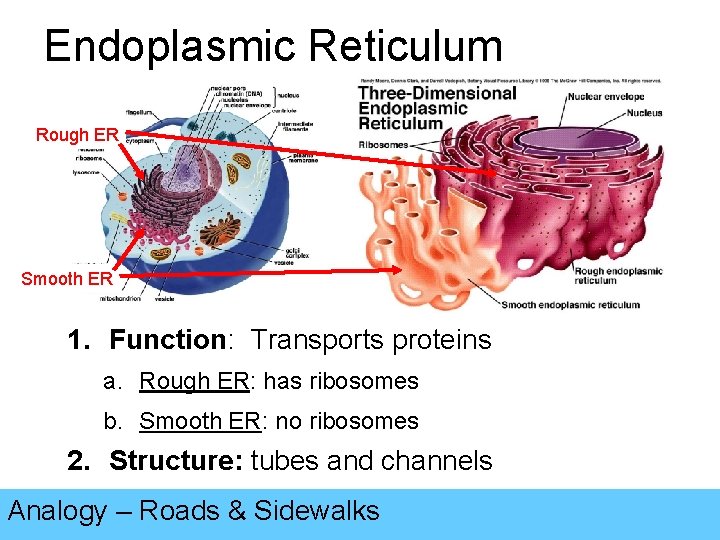 Endoplasmic Reticulum Rough ER Smooth ER 1. Function: Transports proteins a. Rough ER: has