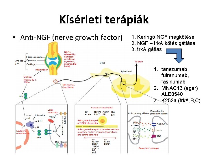 Kísérleti terápiák • Anti-NGF (nerve growth factor) 1. Keringő NGF megkötése 2. NGF –