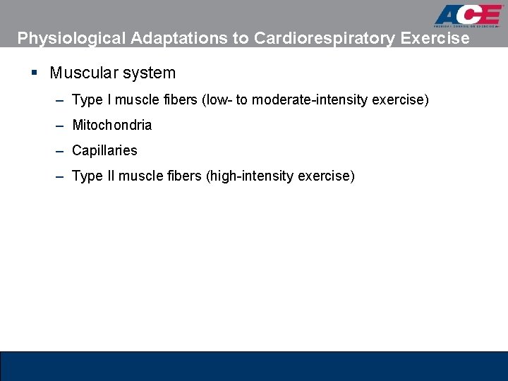 Physiological Adaptations to Cardiorespiratory Exercise § Muscular system – Type I muscle fibers (low-