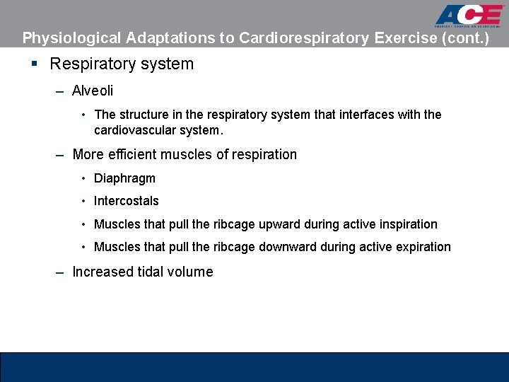 Physiological Adaptations to Cardiorespiratory Exercise (cont. ) § Respiratory system – Alveoli • The