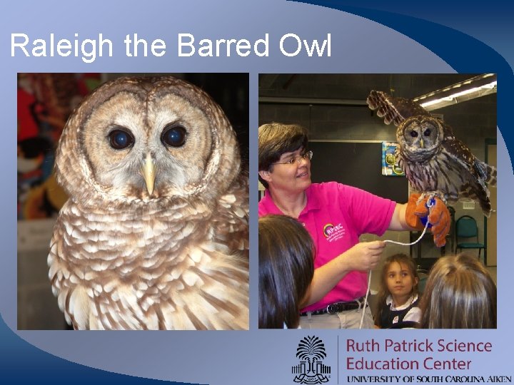 Raleigh the Barred Owl 