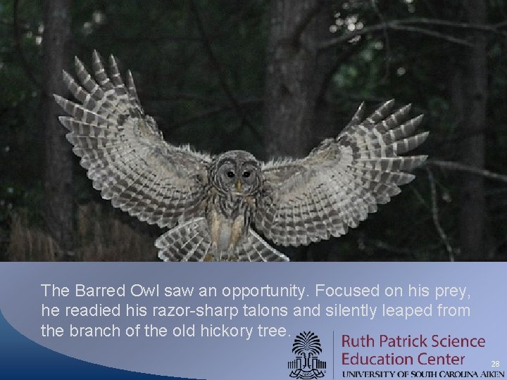 The Barred Owl saw an opportunity. Focused on his prey, he readied his razor-sharp