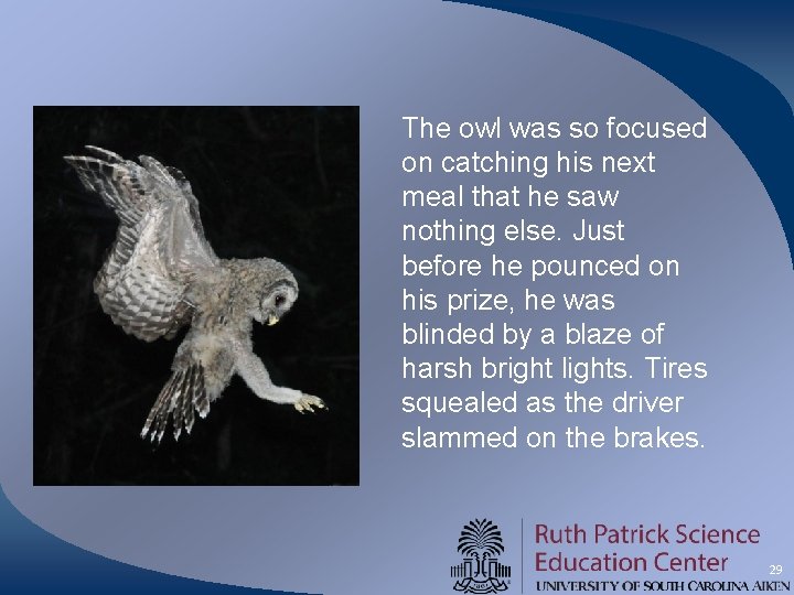 The owl was so focused on catching his next meal that he saw nothing