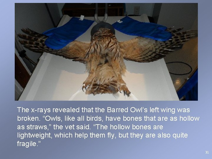 The x-rays revealed that the Barred Owl’s left wing was broken. “Owls, like all