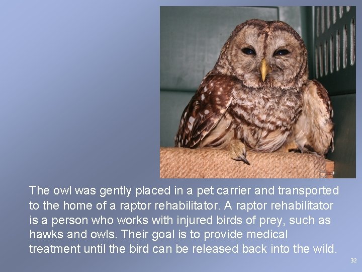 The owl was gently placed in a pet carrier and transported to the home The owl was gently placed in a pet carrier and transported to the home