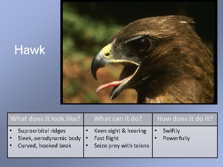 Hawk What does it look like? What can it do? How does it do Hawk What does it look like? What can it do? How does it do