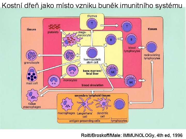 Kostní dřeň jako místo vzniku buněk imunitního systému Roitt/Broskoff/Male: IMMUNOLOGy, 4 th ed, 1996