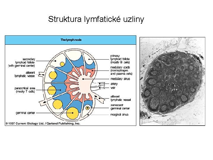 Struktura lymfatické uzliny 