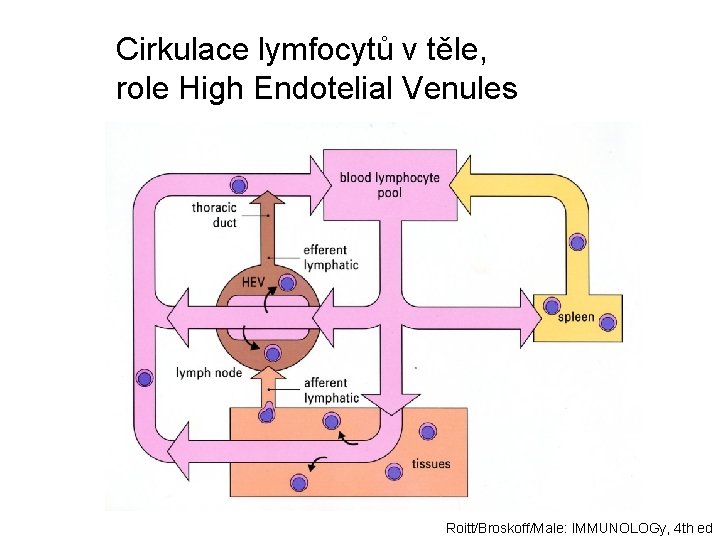 Cirkulace lymfocytů v těle, role High Endotelial Venules Roitt/Broskoff/Male: IMMUNOLOGy, 4 th ed 