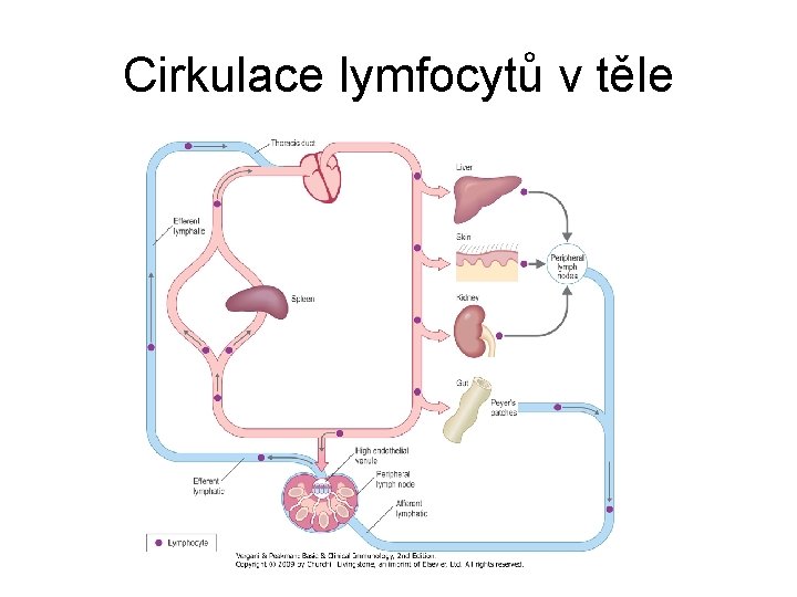 Cirkulace lymfocytů v těle 