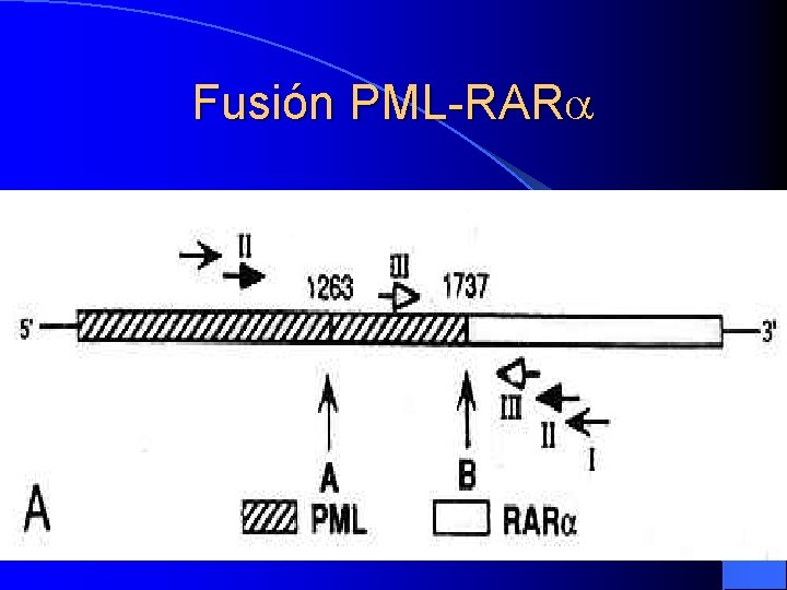 Fusión PML-RAR 