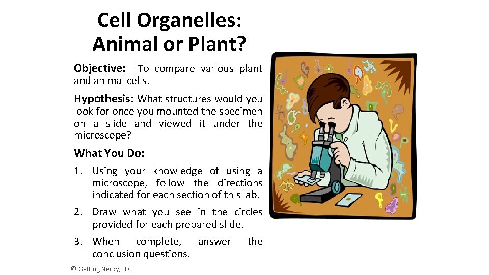 Cell Organelles: Animal or Plant? Objective: To compare various plant and animal cells. Hypothesis: