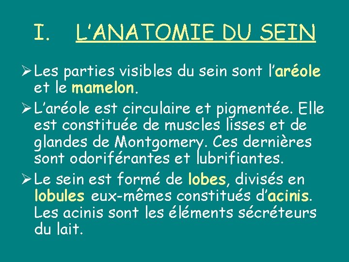 I. L’ANATOMIE DU SEIN Ø Les parties visibles du sein sont l’aréole et le