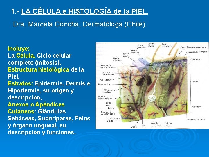 1. - LA CÉLULA e HISTOLOGÍA de la PIEL, Dra. Marcela Concha, Dermatóloga (Chile).