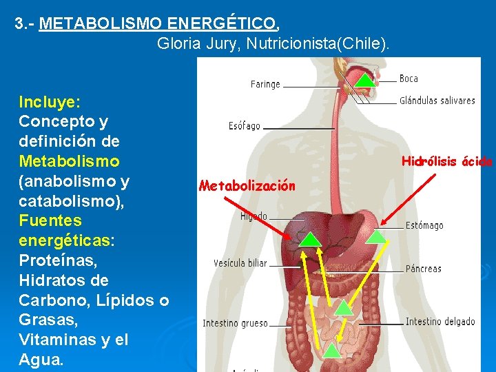 3. - METABOLISMO ENERGÉTICO, Gloria Jury, Nutricionista(Chile). Incluye: Concepto y definición de Metabolismo (anabolismo