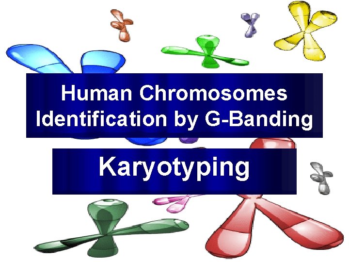 Human Chromosomes Identification by G-Banding Karyotyping Mazen Zaharna Molecular Biology 1/2009 