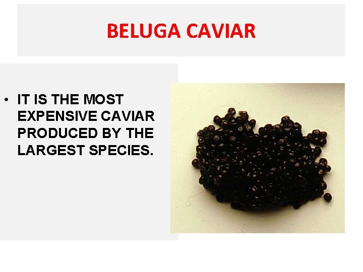 BELUGA CAVIAR • IT IS THE MOST EXPENSIVE CAVIAR PRODUCED BY THE LARGEST SPECIES.
