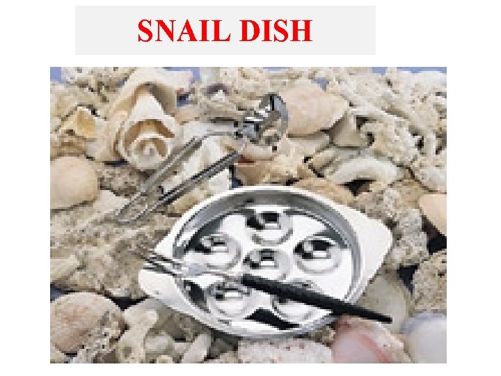 SNAIL DISH 