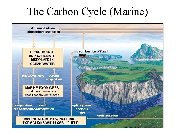 The Carbon Cycle (Marine) Fig. 4 -29, p. 78 