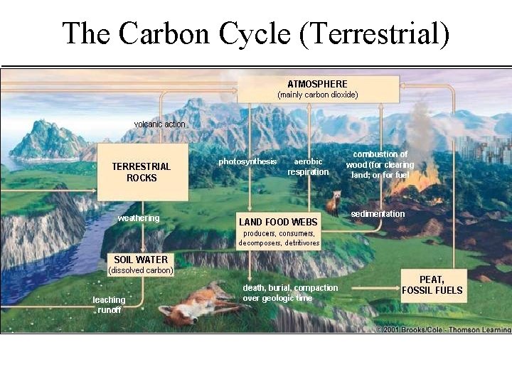 The Carbon Cycle (Terrestrial) Fig. 4 -29, p. 78 