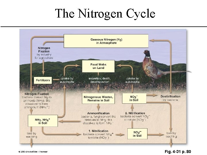 The Nitrogen Cycle Fig. 4 -31 p. 80 