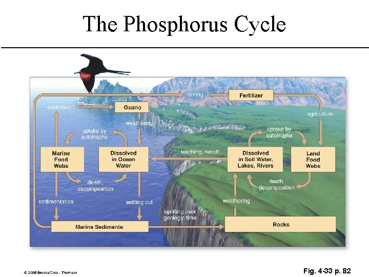 The Phosphorus Cycle Fig. 4 -33 p. 82 