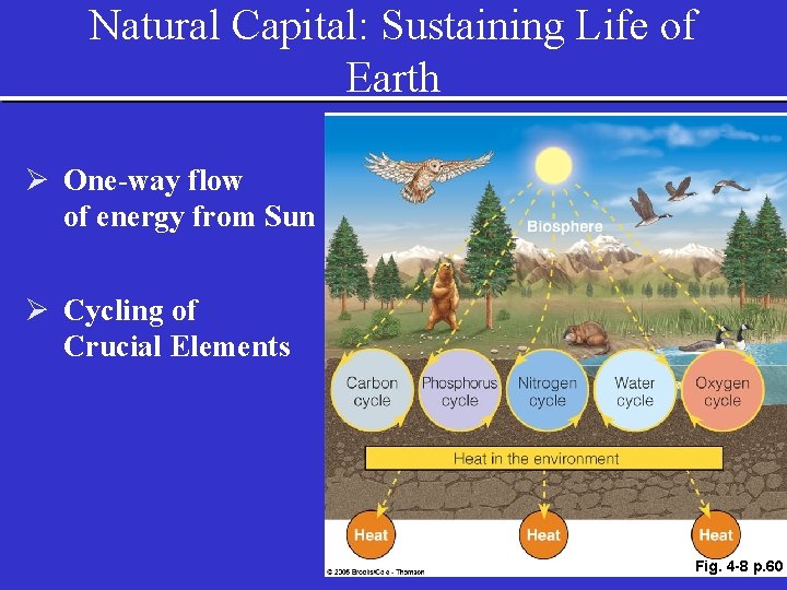 Natural Capital: Sustaining Life of Earth Ø One-way flow of energy from Sun Ø