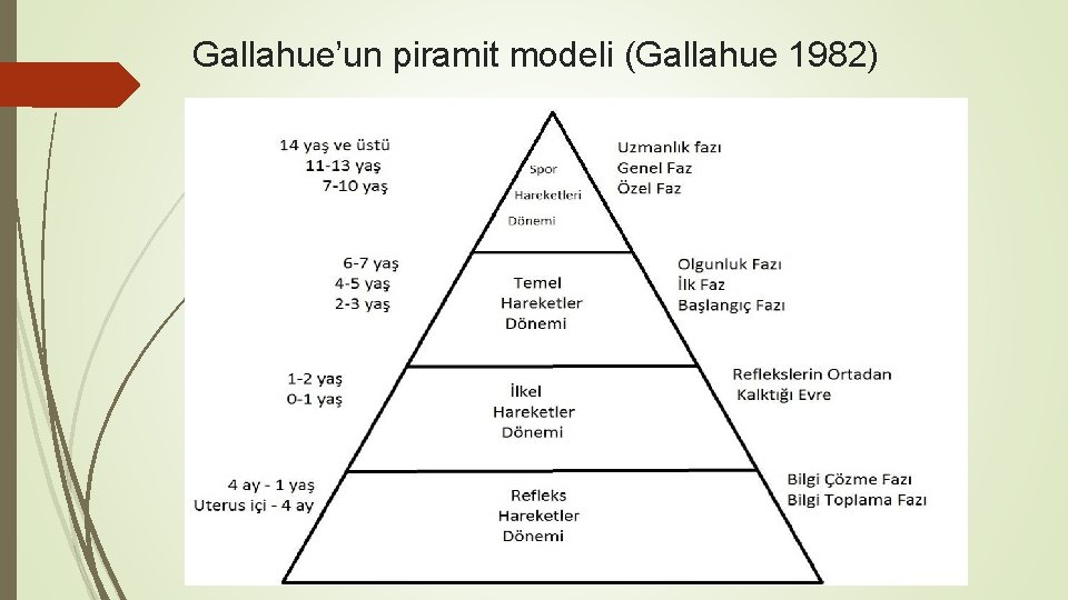 Gallahue’un piramit modeli (Gallahue 1982) 