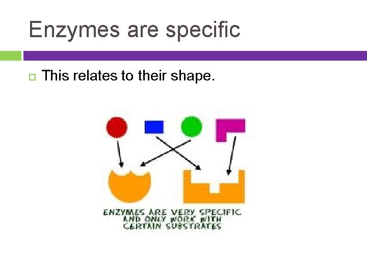 Enzymes are specific This relates to their shape. 