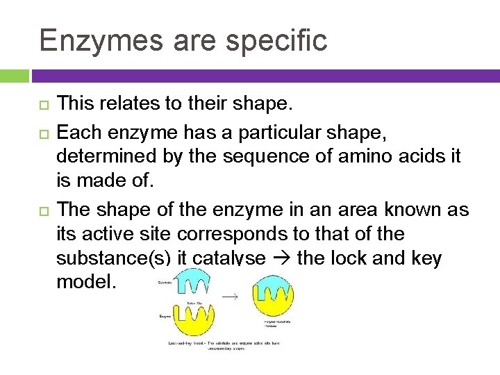 Enzymes are specific This relates to their shape. Each enzyme has a particular shape,
