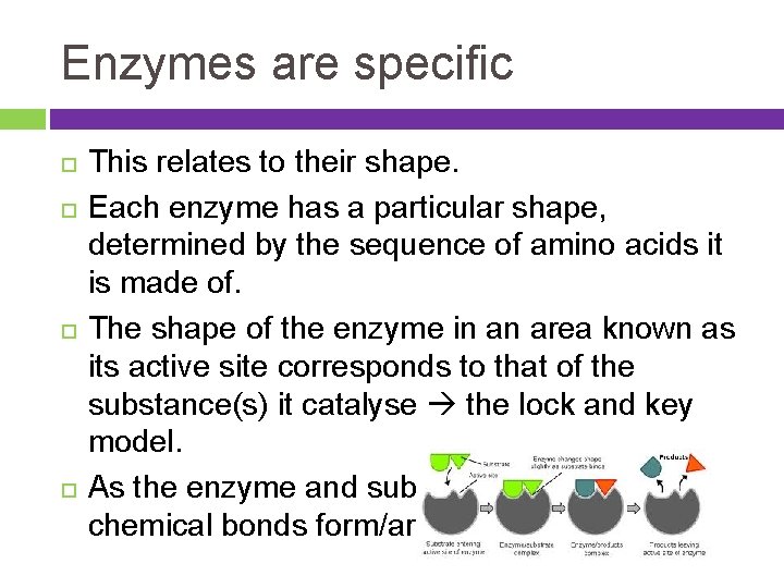 Enzymes are specific This relates to their shape. Each enzyme has a particular shape,