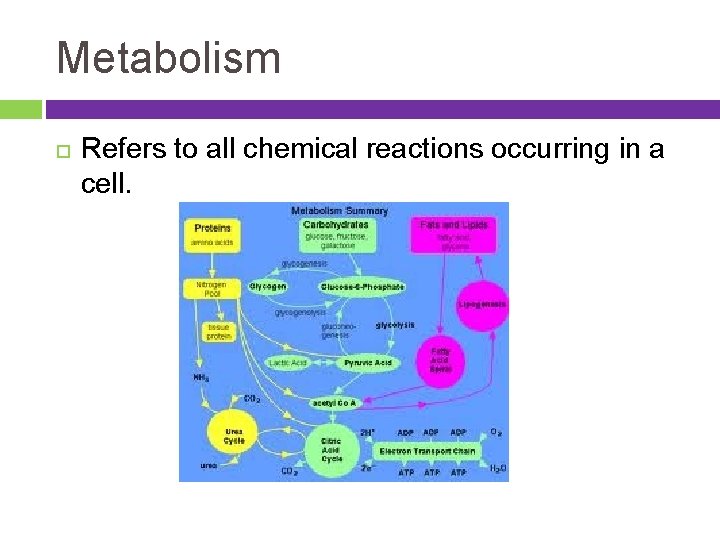 Metabolism Refers to all chemical reactions occurring in a cell. 