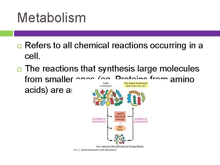 Metabolism Refers to all chemical reactions occurring in a cell. The reactions that synthesis