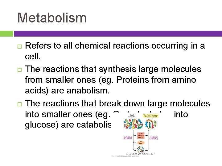 Metabolism Refers to all chemical reactions occurring in a cell. The reactions that synthesis