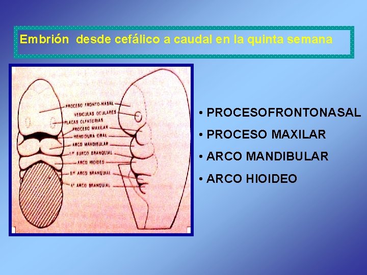 Embrión desde cefálico a caudal en la quinta semana • PROCESOFRONTONASAL • PROCESO MAXILAR