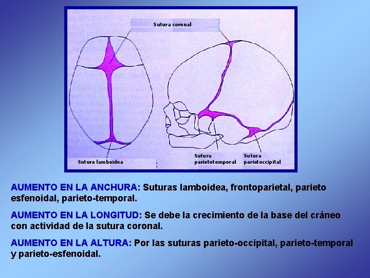 Sutura coronal Sutura lamboidea Sutura parietotemporal Sutura parietoccipital AUMENTO EN LA ANCHURA: Suturas lamboidea,